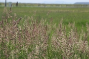 reed canarygrass (Phalaris arundinacea)